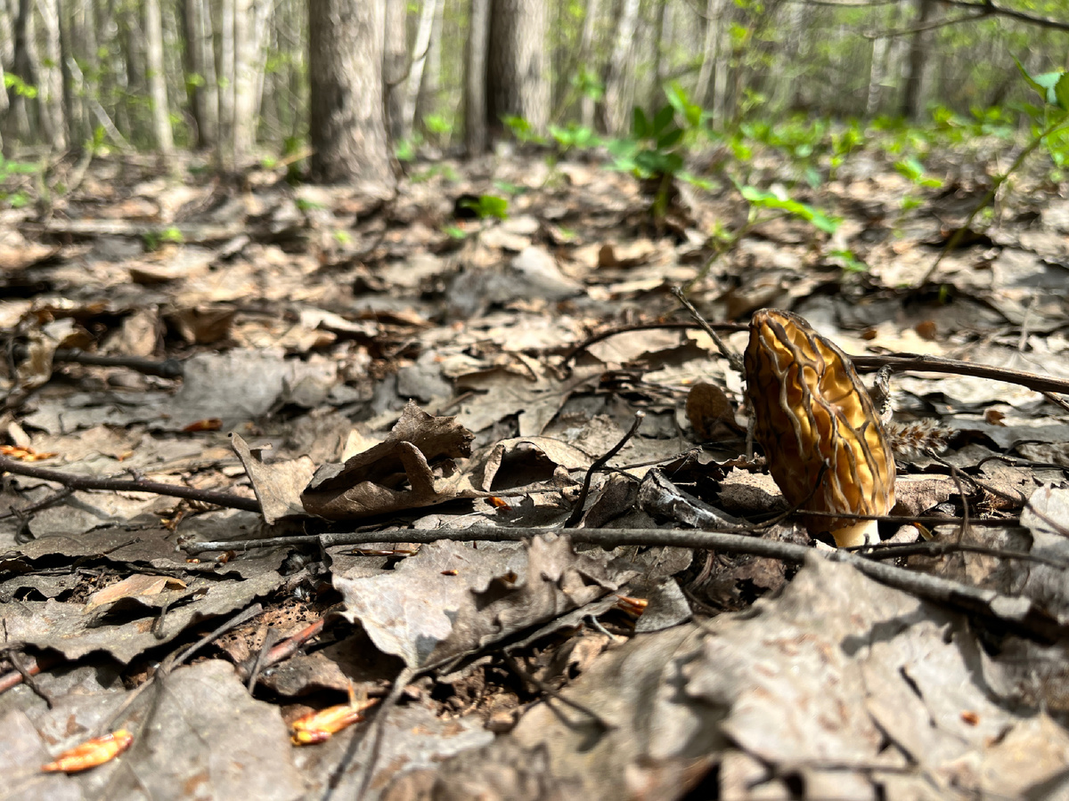 Украшает весенний лес.