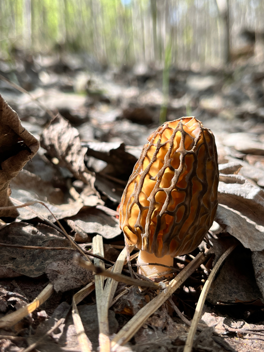 Ловит солнечные лучи.