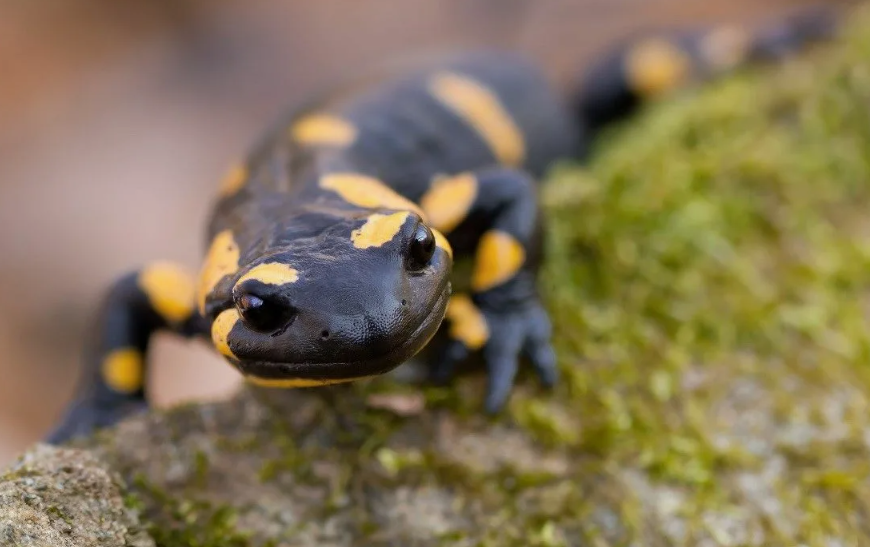 Огненная саламандра