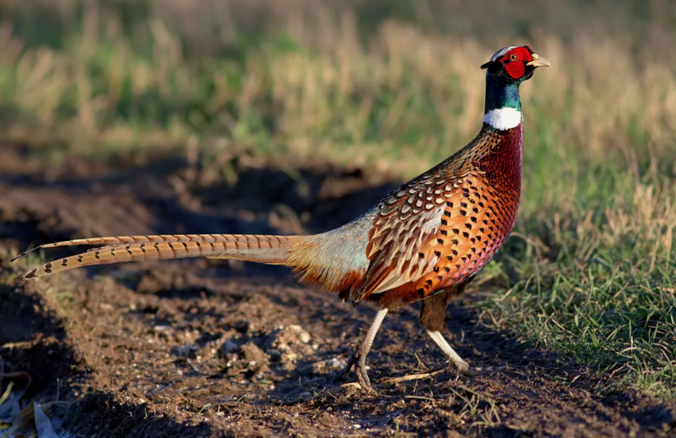 Уссурийский фазан