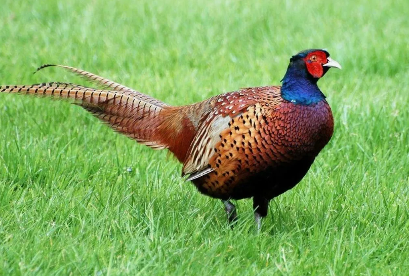 Кавказский Фазан