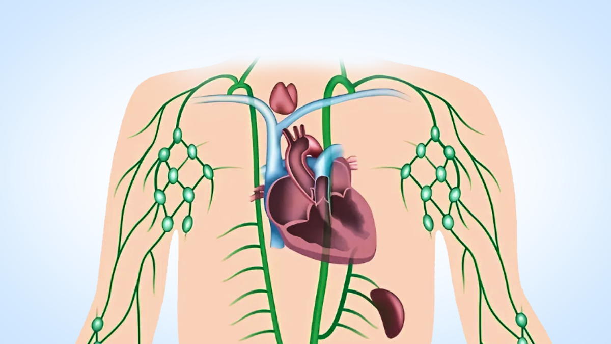 лимфатическая система