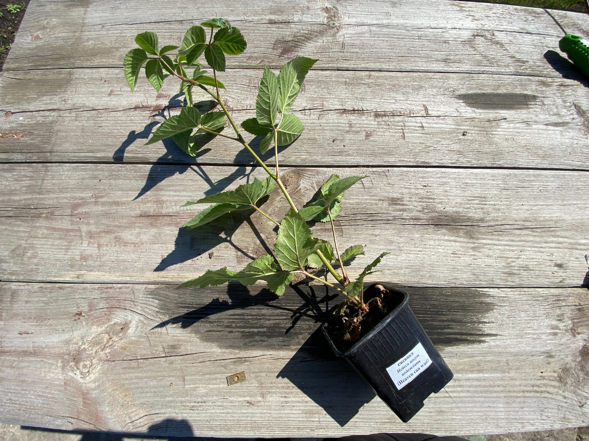 саженец ежевики