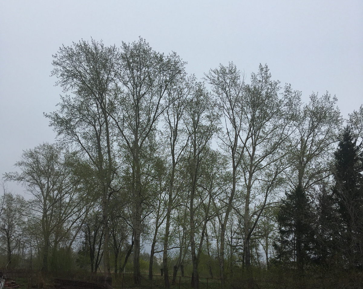 Маленький дождишко - лодырю  отдышка. Воздух чистый