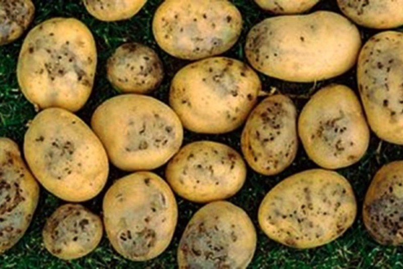 Спасаем КАрТОШКУ от провочника! Раз и навсегда. Действенные советы еще из времен СССР!