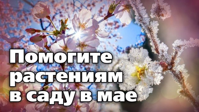 Ускоряемся, если что-то не успели доделать в апреле. Убрать старые листья, сломанные ветки. Освобождаем от зимних укрытий розы и другие мерзлявые культуры, завершаем с посадками деревьев и кустарников с открытой корневой системой.

1. Обработка плодового сада до или после цветения: Актара+ Топаз + Хорус + Циркон
2. Подкормка растений.
Землю около плодовых деревьев и кустарников желательно перекопать, порыхлить и внести весенние азотные или комплексные удобрения по влажной земле.
Если нет дождей, то поливаем деревья и мульчируем.
3. Обрезка декоративных кустарников.
4. В начале месяца высаживаем в землю гладиолусы, анемоны, георгины (предварительно разделив на части, включающие клубень и две здоровые почки), бегонии, луковичные. Сеем цветы в открытый грунт.
5. Малину и смородину подрезаем на 20 см для увеличения урожая. Удаляем все слабые и лежащие на земле ветки.
6. Клубника. Удаляем все сухие листья, повреждённые листья, обрабатываем от болезней и вредителей, рыхлим, удобряем, поливаем и мульчируем.
7. Подготавливаем грядки к посадкам, если не успели сделать осенью. Я обычно вношу перегной по осени.
8. Высаживаем в теплицу теплолюбивые культуры при прогретой почве.
9. Начинаем закаливать рассаду, выносим  на свежий воздух.
10. Хвойные чистим, проливаем, обрабатываем по кроне. Писала отдельно пост про это.
11. Газон вычесываем, подкармливаем, ремонтируем и поливаем.