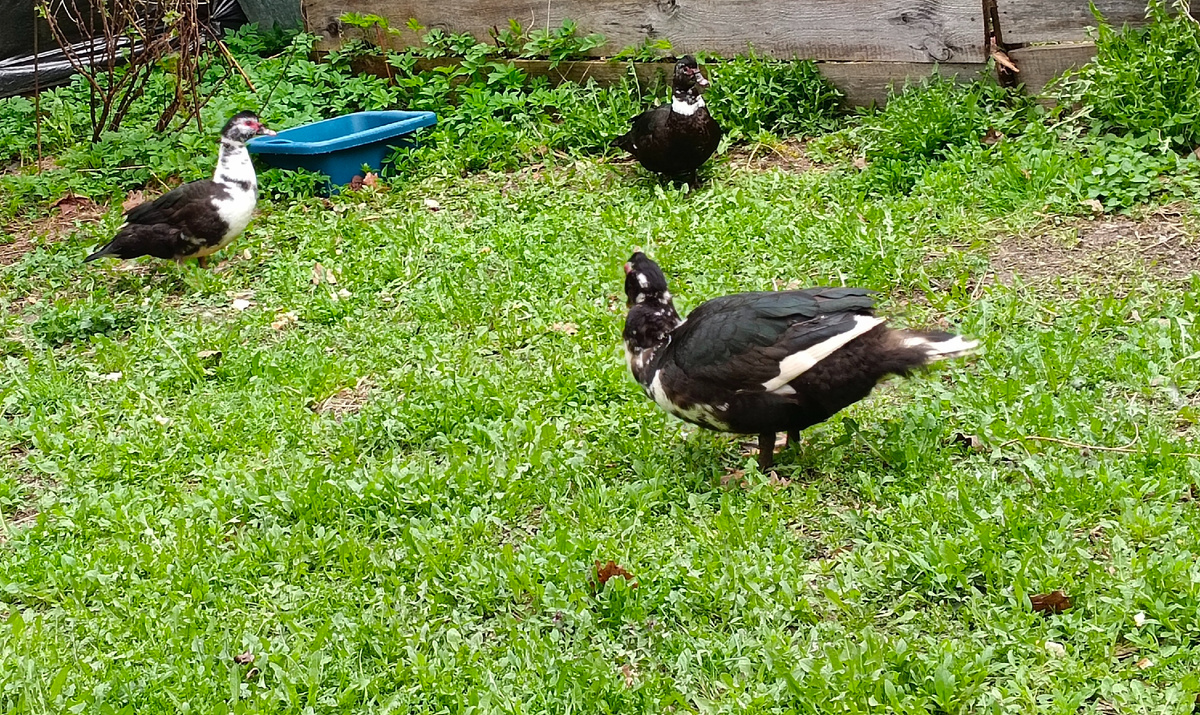 Наша семейка.