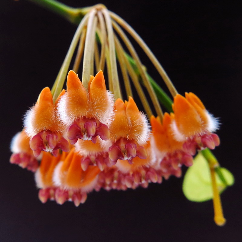 Цветение Hoya praetorii