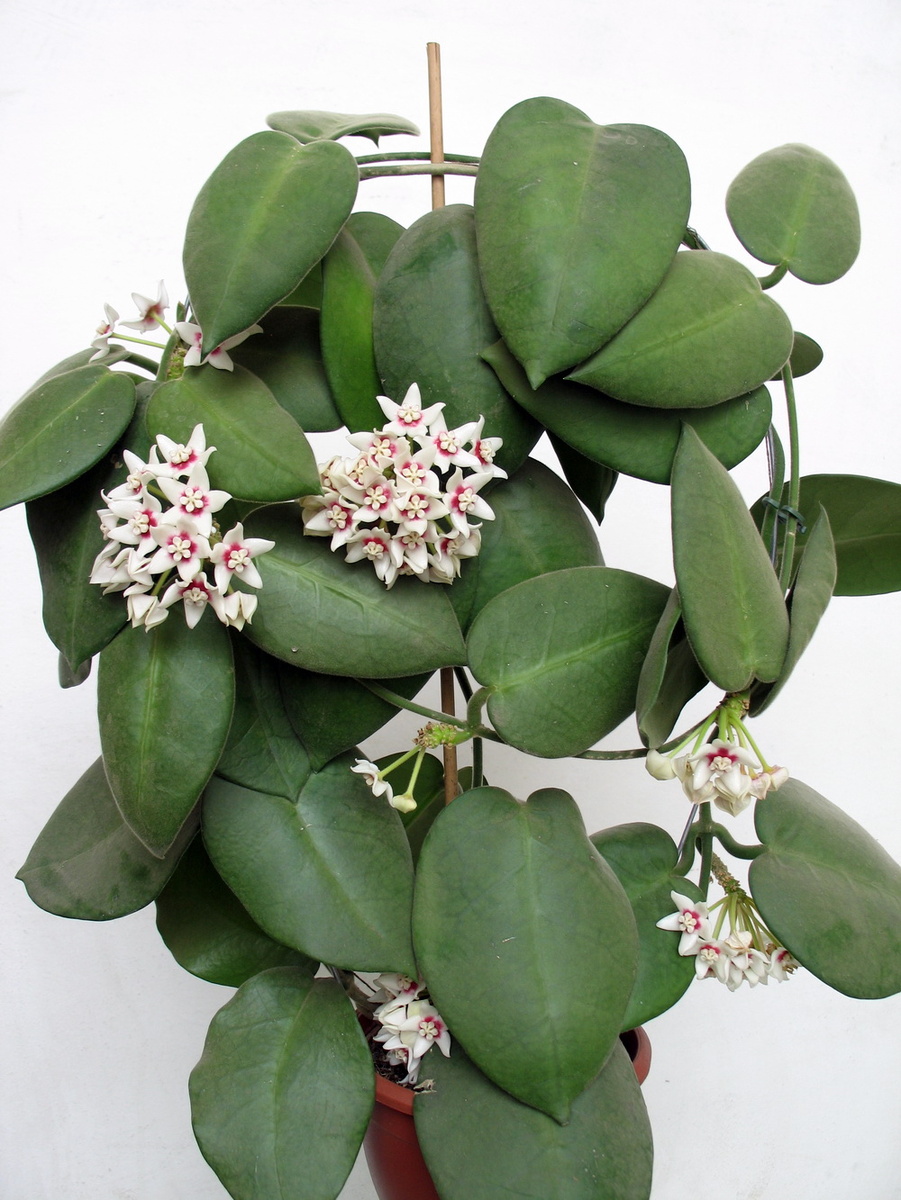 Hoya calycina общий вид цветущего растения