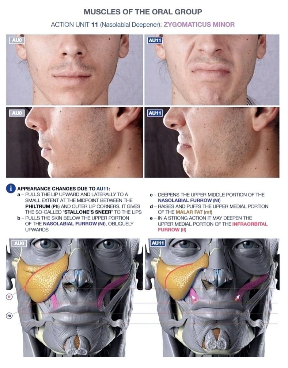 Иллюстрации взяты из специализированного атласа. Листайте карусель с изображениями.