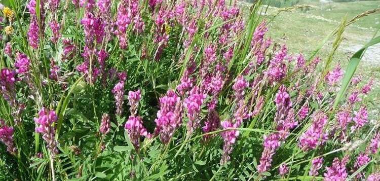    Ленинградское хозяйство производит семена эспарцета - спрос стабильный