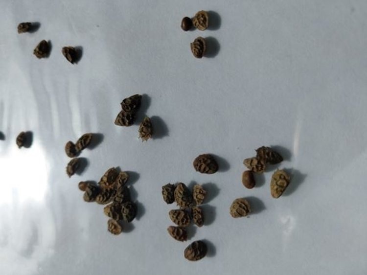     Ленинградское хозяйство производит семена эспарцета - спрос стабильный
