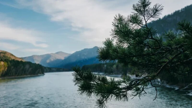     Катунь. Фото: Елена Захарова.