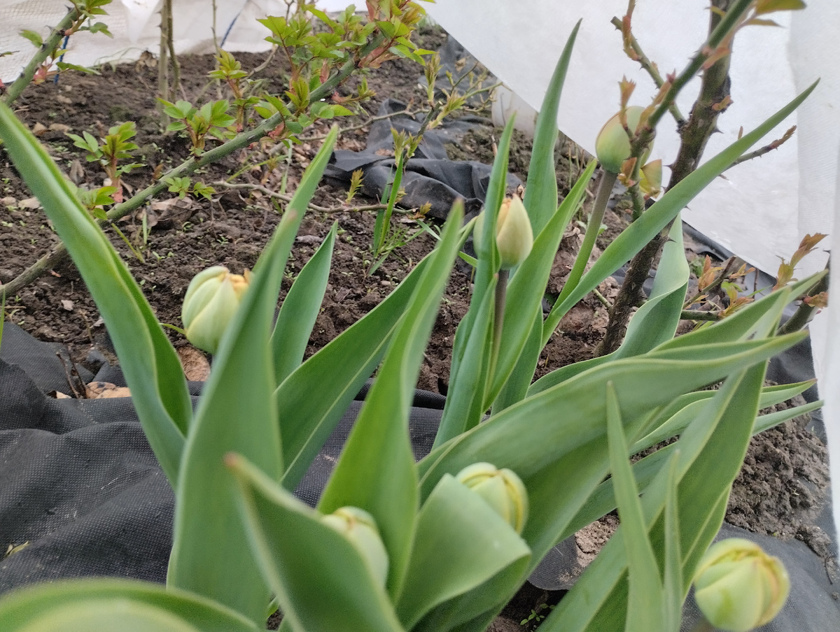 Тюльпаны под укрытием с розами