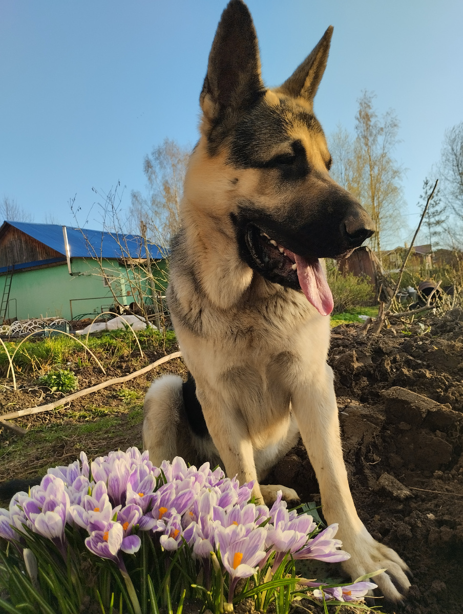 Захарчик и крокусы