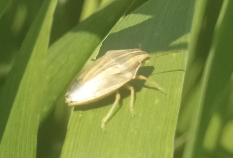    Фото: ФГБУ Россельхозцентр по Ростовской области Редактор