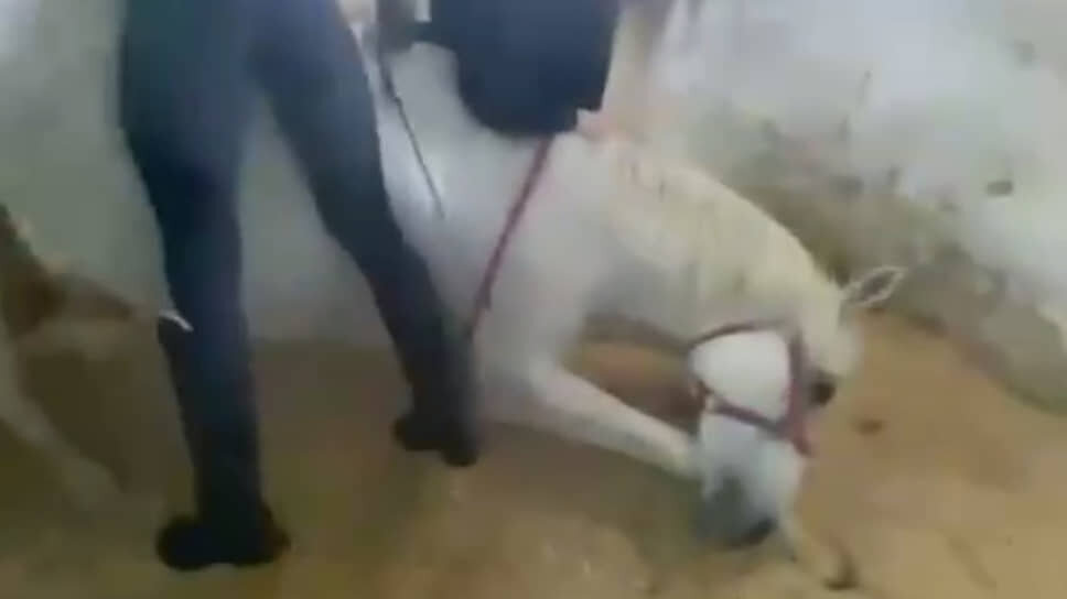 Видео, на котором ученицы нижегородской конной школы издеваются над лошадью.📷Фото: скриншот видео из Telegram-канала «Зоопатруль-НН»