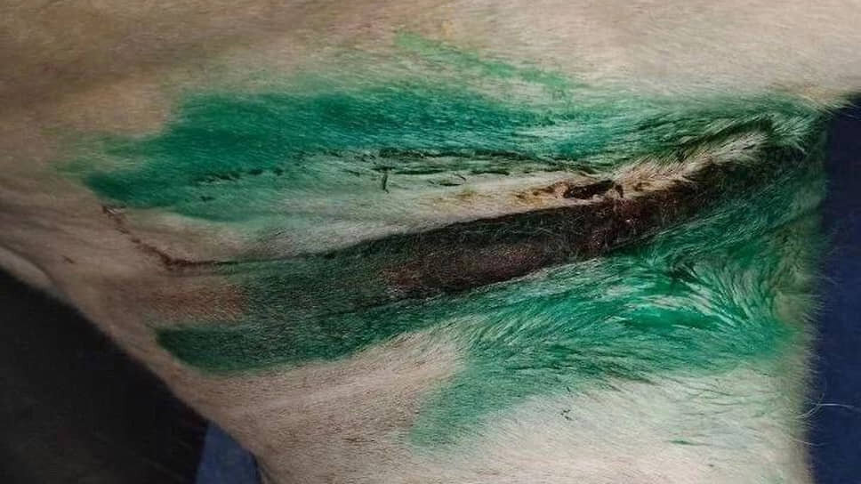 Рана в районе грудной клетки.📷Фото: Telegram-канал «Зоопатруль-НН»