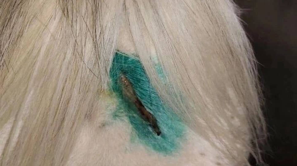 Рана в области головы.📷Фото: Telegram-канал «Зоопатруль-НН»