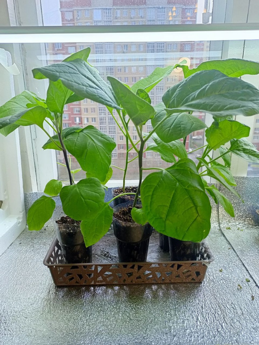 Баклажаны 2025г Посев 10 февраля