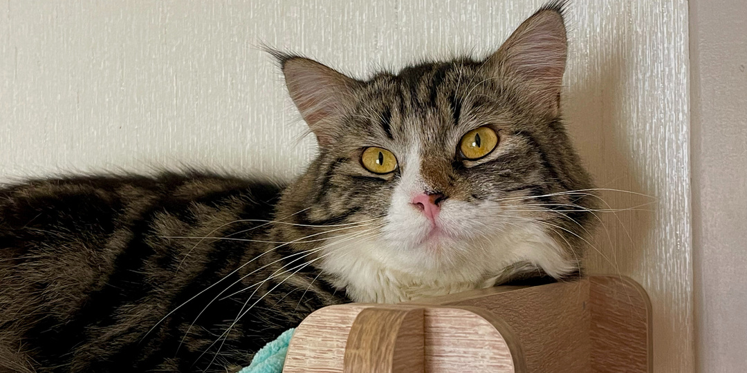 Любимчик? Любимица? Ответ вас удивит, дорогие любители котиков