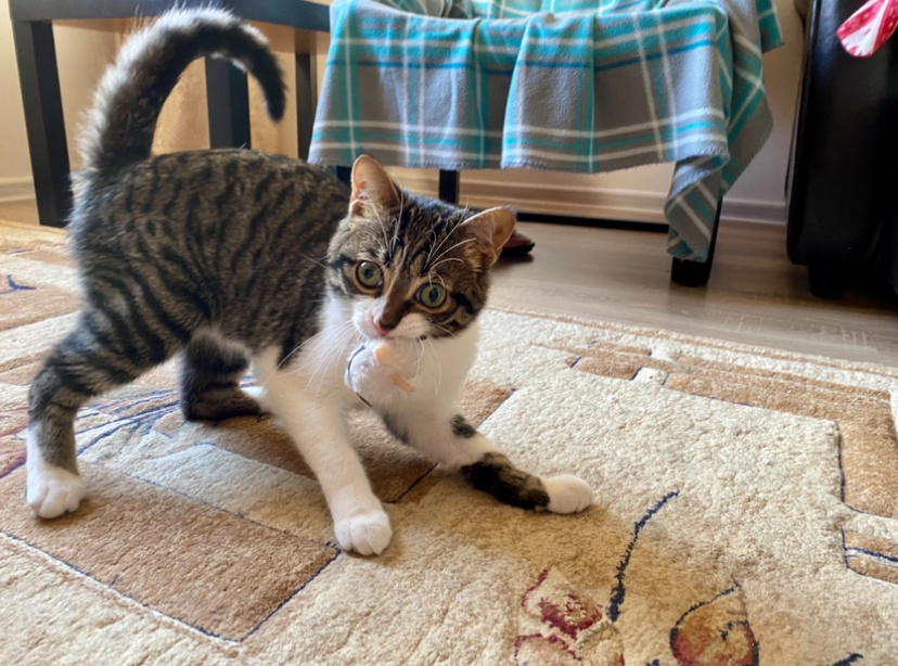 Симба и его любимая мышка...