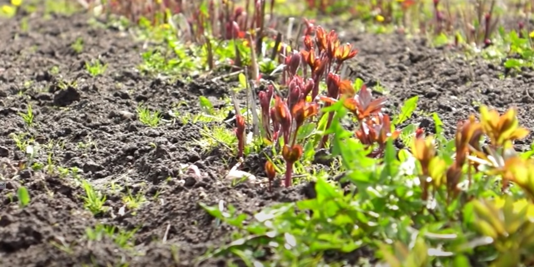 Простые советы по весеннему уходу за пионами: секреты пышного цветения даже для старых кустов