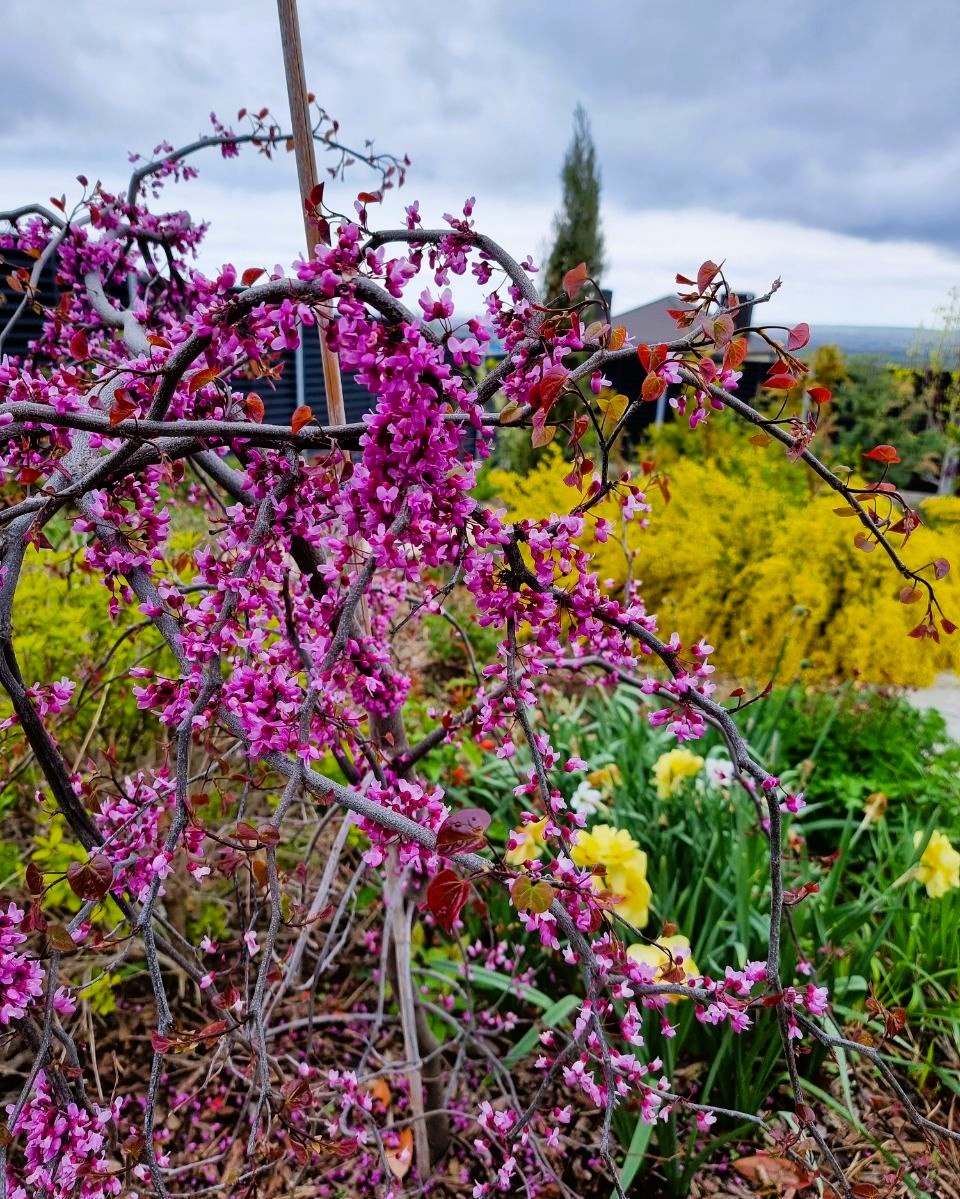 Cercis canadensis 'Ruby Falls', на заднем плане - Cytisus praecox 'Allgold'.