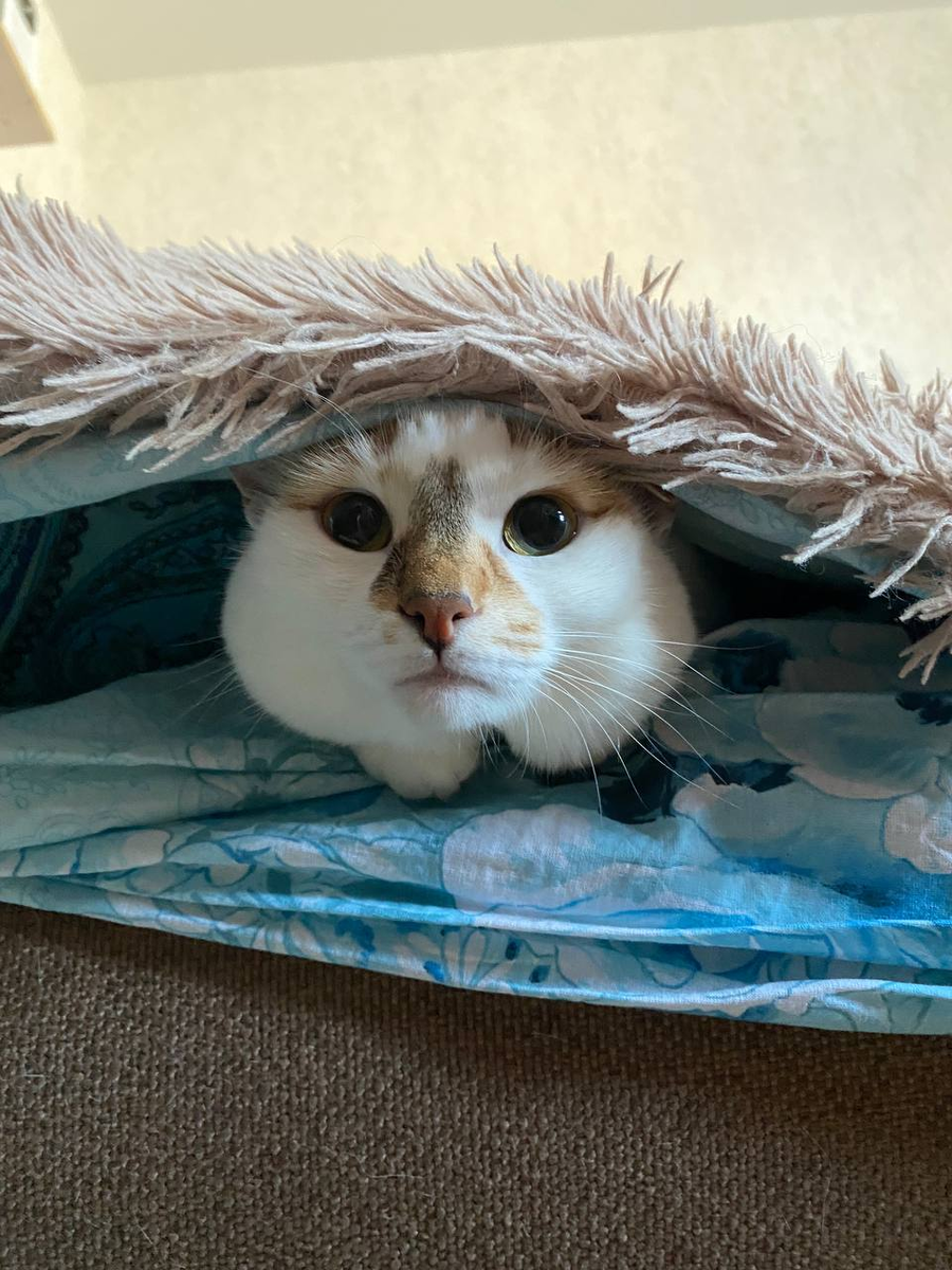 Кошка трехцветная