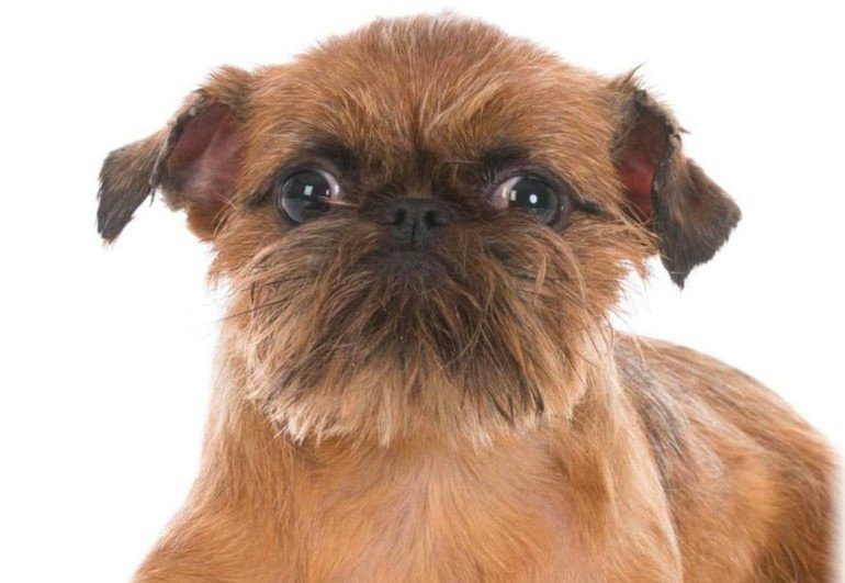 Европейский гриффон