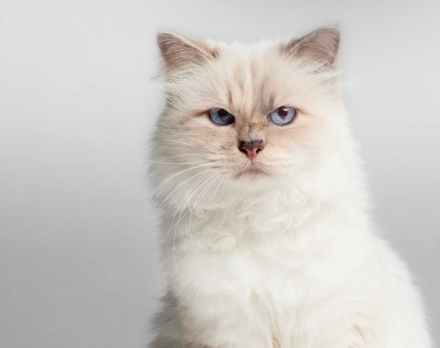    Шупетт. Фото: социальные сети