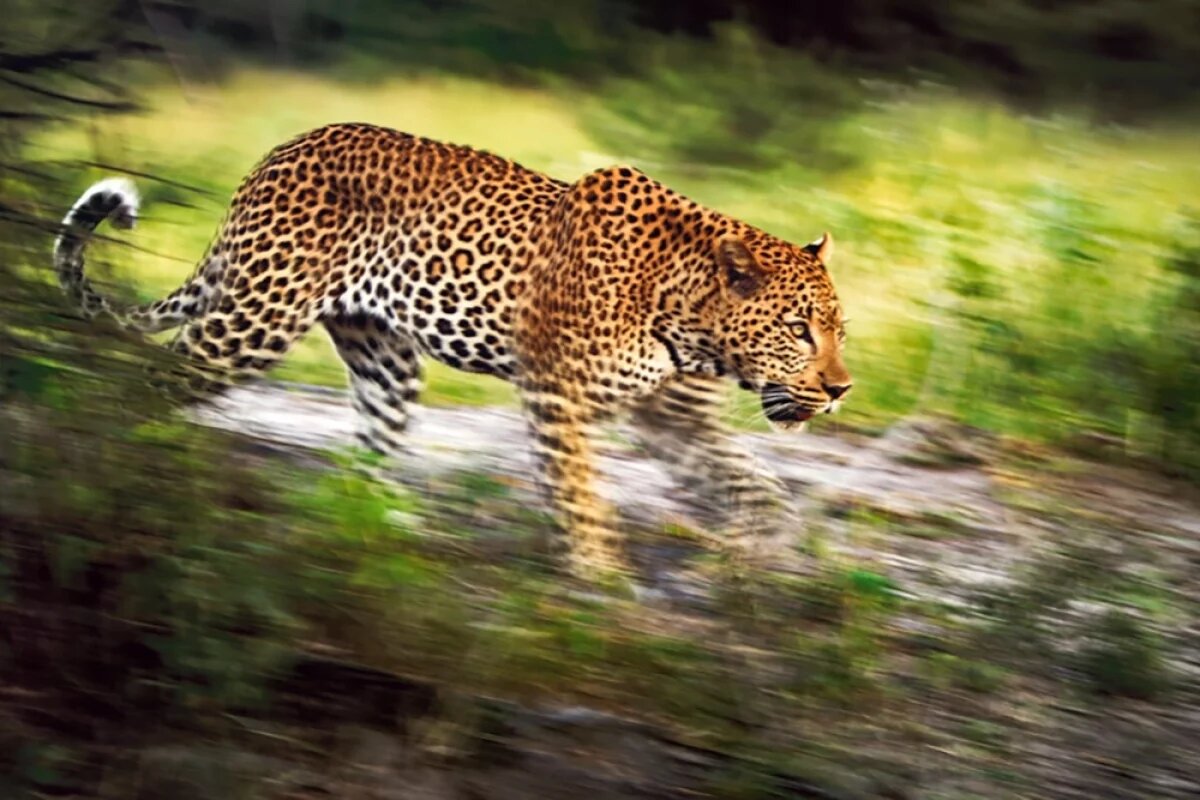    «Сумерки», финалист международного фестиваля дикой природы «Золотая черепаха».