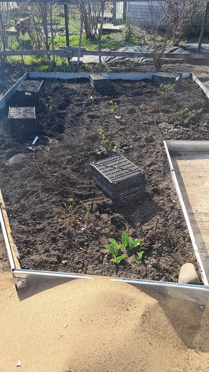 Под ящиками розы посаженные этой весной. Землю подрыхлила, хотела под кусты растянуть ткань, но потом решила, что просто замульчирую корой или щепой, с тканью намучаюсь.