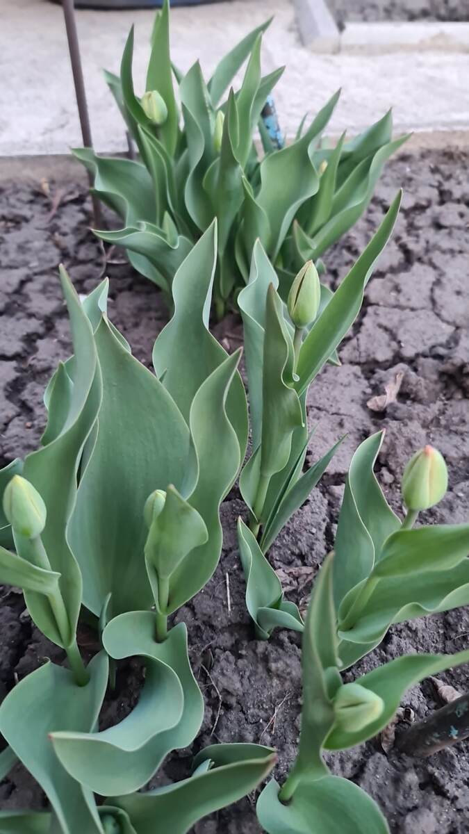 Фото сделано до рыхления земли, уже подрыхлила и попросила их меня порадовать.