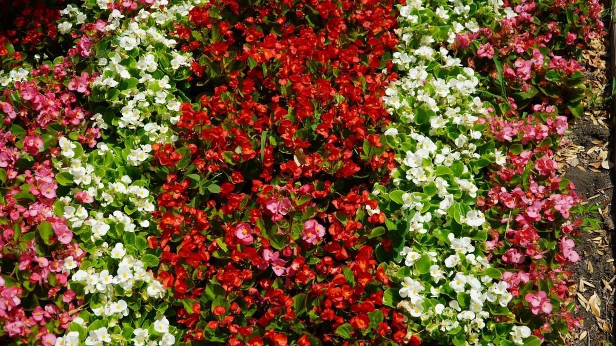    Фото: "Крым 24" Elena Maltseva