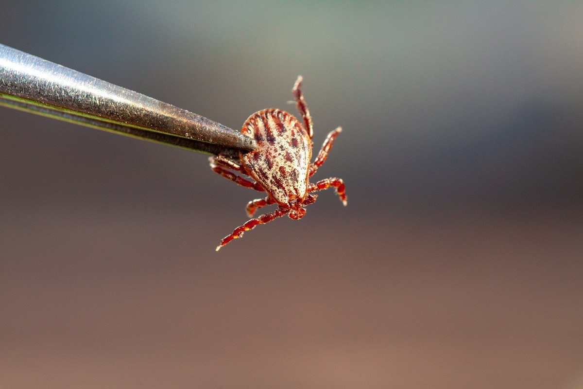 Фото: shutterstock.com