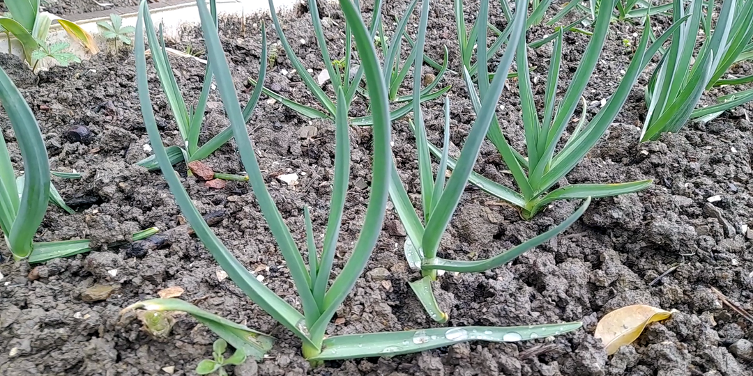 Как вырастить крупный озимый чеснок: первая подкормка чеснока