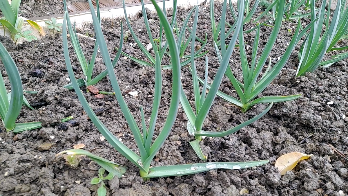 Как вырастить крупный озимый чеснок: чем подкормить чеснок в мае. Фото автора