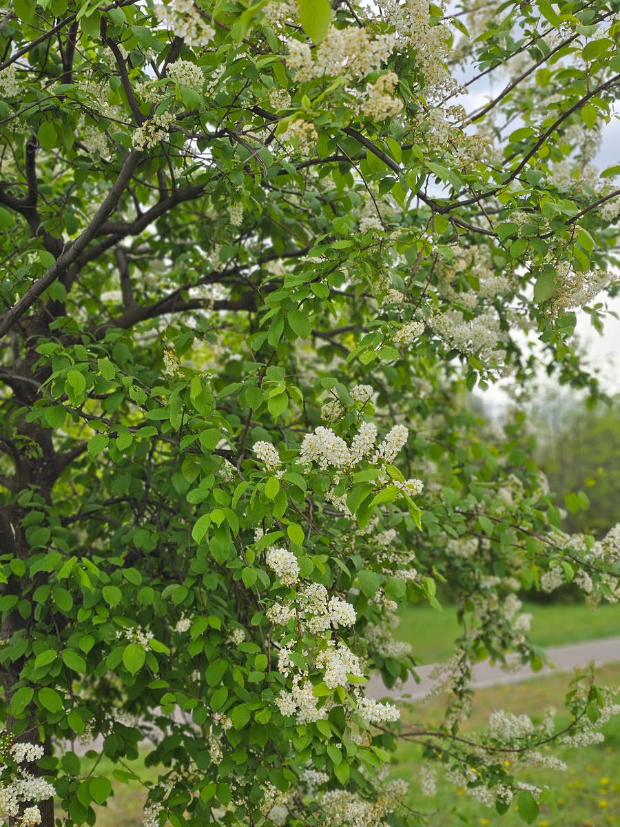 Весна 2025 (автор фото Л.Баева)