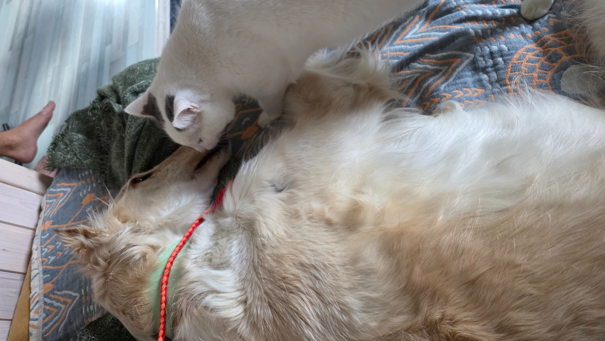 Коты совсем осмелели! Волкодавушка вставать не хочет, а надо!