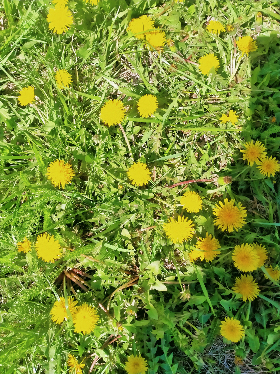 Еще немного и они станут белыми.