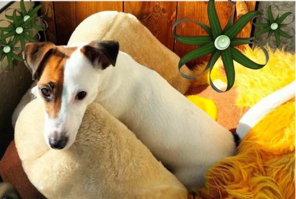 Теперь у меня такая собачка