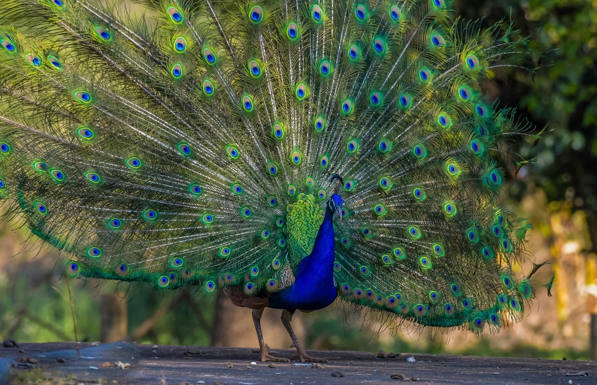     Фото: Shams F Amir/Shutterstock/FOTODOM По размеру индийского павлина можно сравнить с лебедем