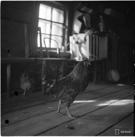 Куры в избе, 40-е годы ХХ века