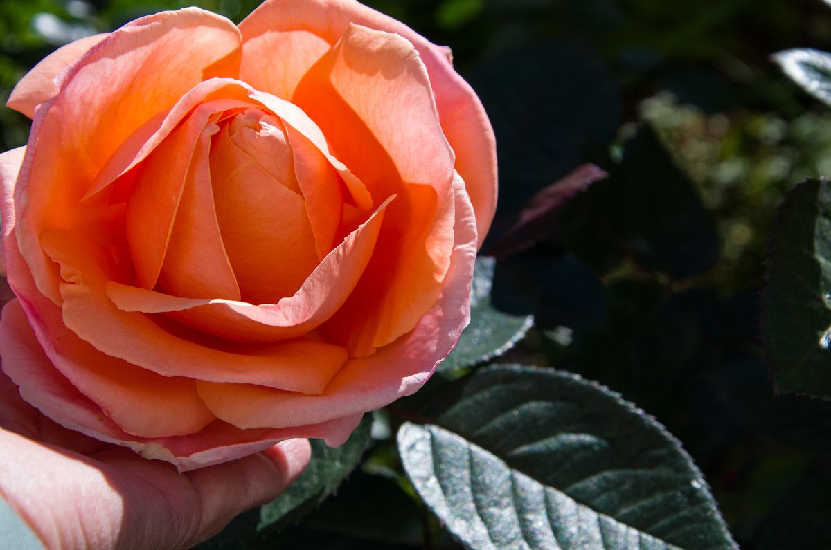 Информация про розы для начинающих и опытных садоводов от Зеленой Стрекозы