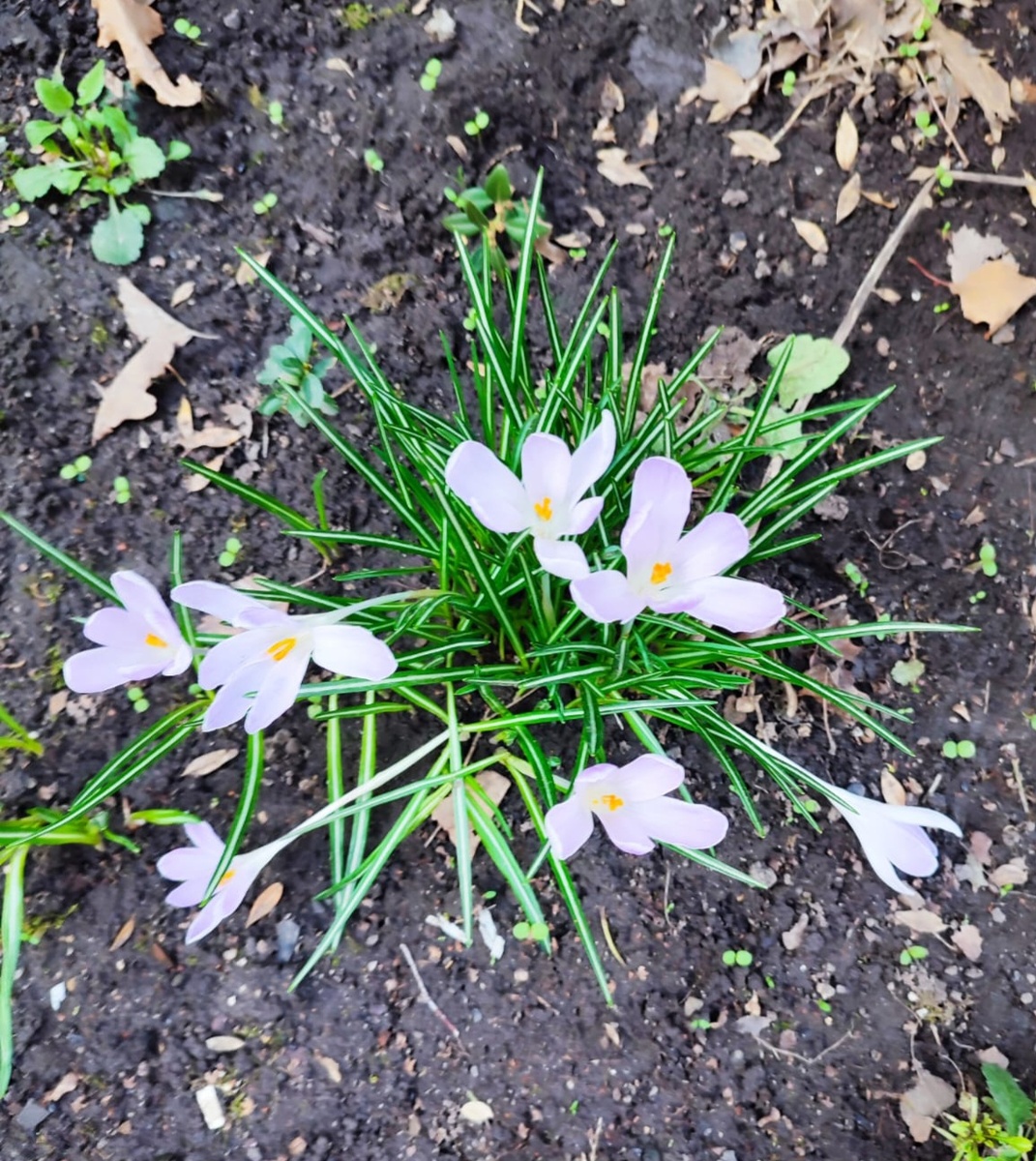 Вот такая весенняя радость у мамы на клумбочке