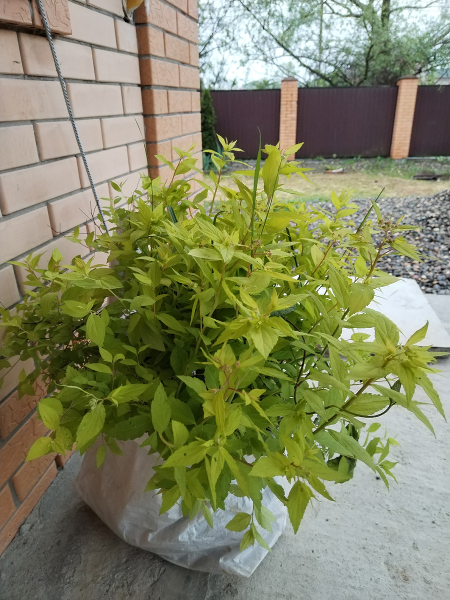 Спирея японская. Подарок от старшего внука! 