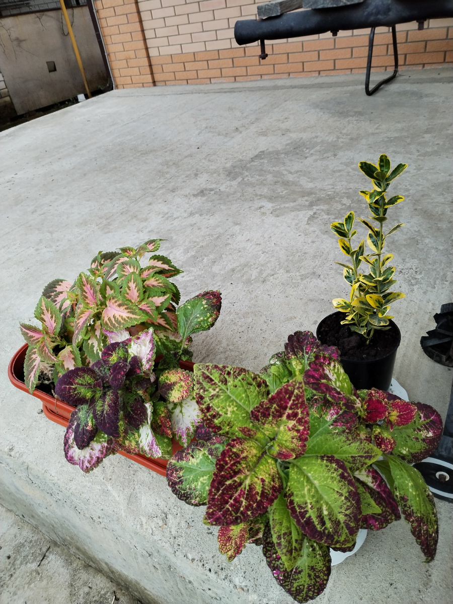 Часть колеусов вынесла на трассу. 