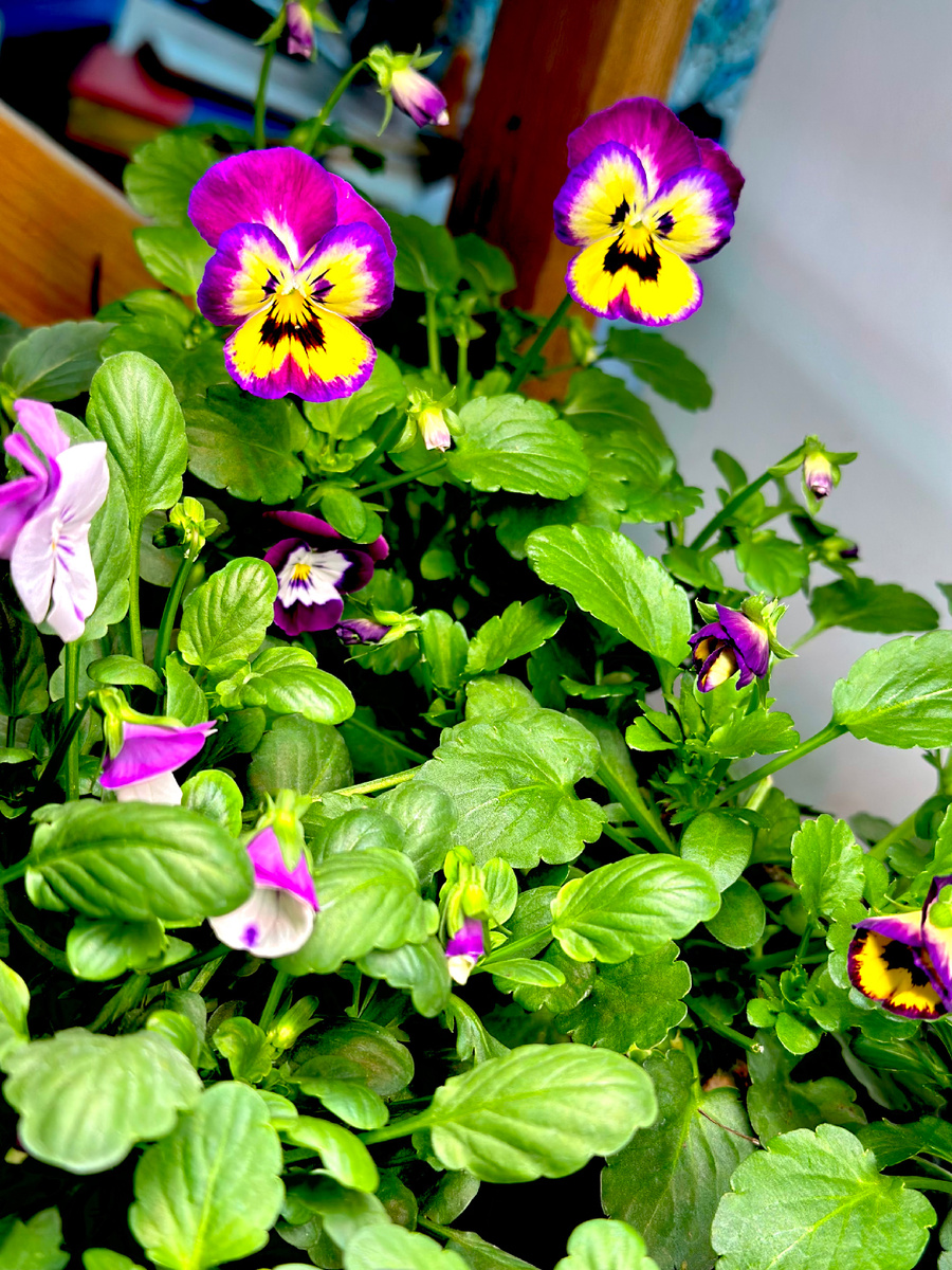 Виола рогатая 