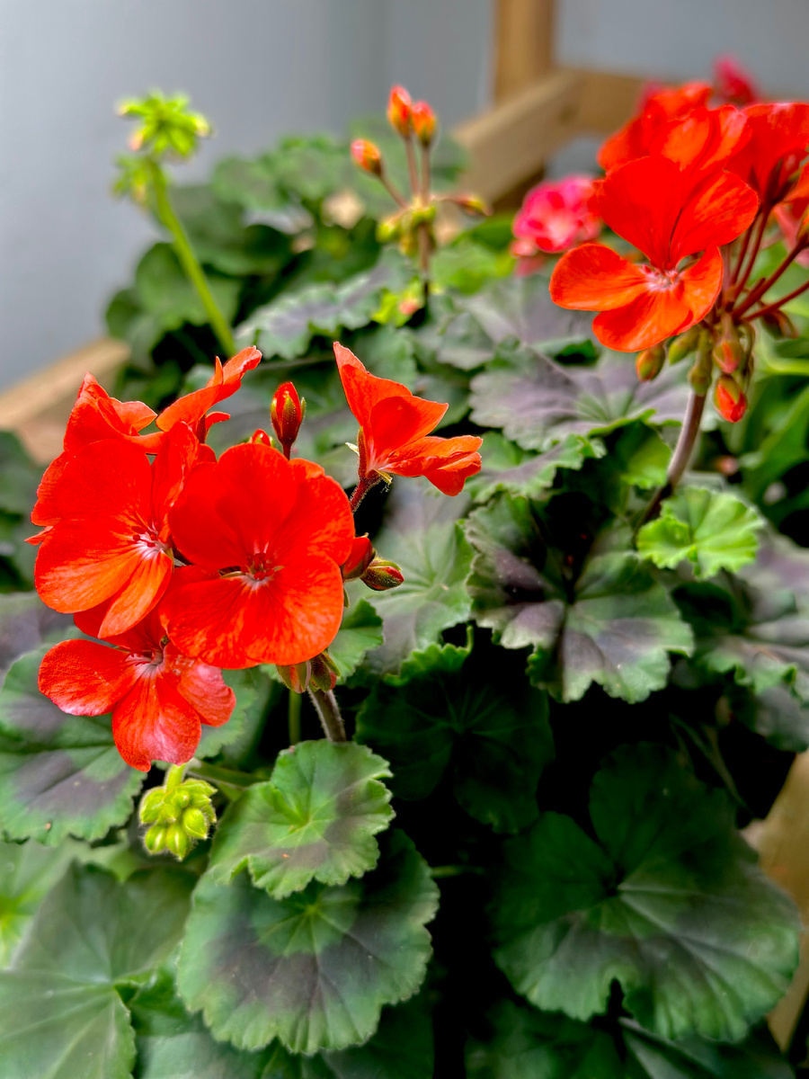 Пеларгония Сакура 